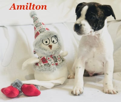 Les chiots de Staffordshire Bull Terrier