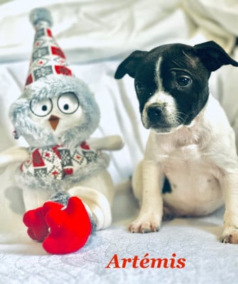 Les chiots de Staffordshire Bull Terrier