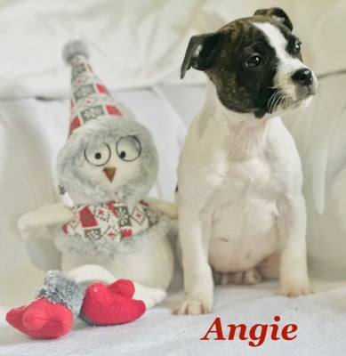 Les chiots de Staffordshire Bull Terrier