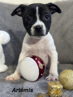 Les chiots de Staffordshire Bull Terrier