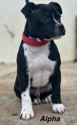 Les chiots de Staffordshire Bull Terrier