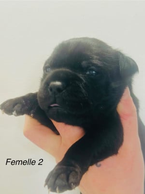 Les chiots de Staffordshire Bull Terrier