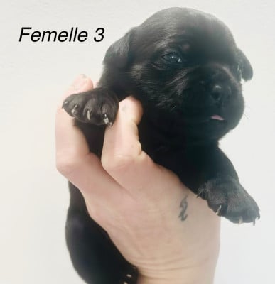 Les chiots de Staffordshire Bull Terrier