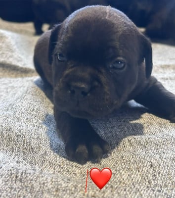 Les chiots de Staffordshire Bull Terrier