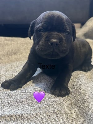 Les chiots de Staffordshire Bull Terrier