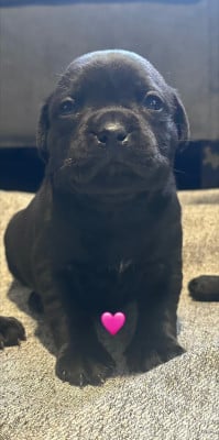 Les chiots de Staffordshire Bull Terrier