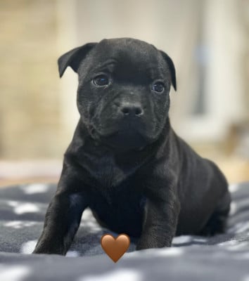 Les chiots de Staffordshire Bull Terrier