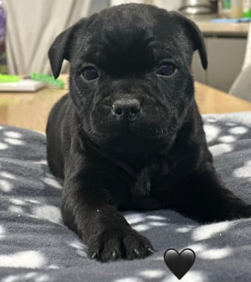 Les chiots de Staffordshire Bull Terrier