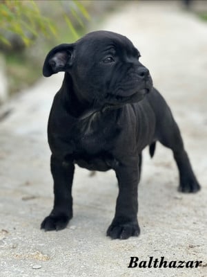 Les chiots de Staffordshire Bull Terrier