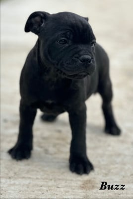 Les chiots de Staffordshire Bull Terrier