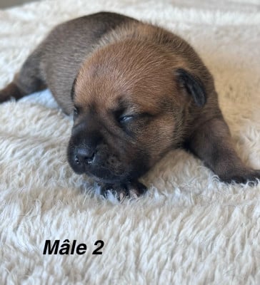 Les chiots de Staffordshire Bull Terrier