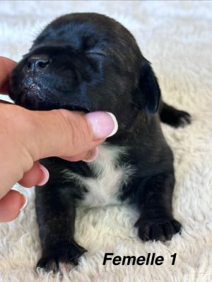 Les chiots de Staffordshire Bull Terrier