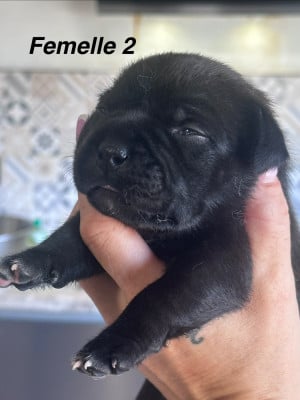 Les chiots de Staffordshire Bull Terrier