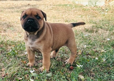Les chiots de Staffordshire Bull Terrier