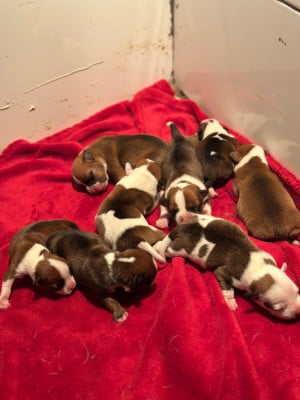 Chiot N°2 - Staffordshire Bull Terrier