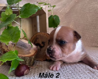 Les chiots de Staffordshire Bull Terrier