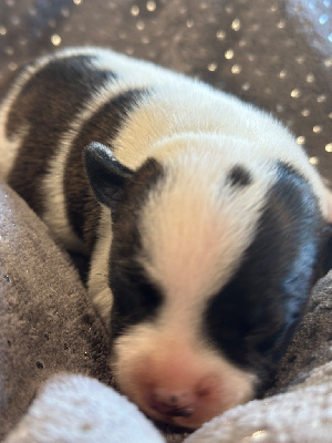 Les chiots de Staffordshire Bull Terrier