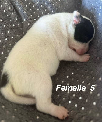 Les chiots de Staffordshire Bull Terrier