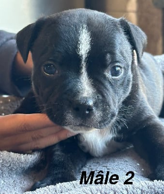 Les chiots de Staffordshire Bull Terrier