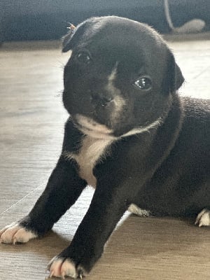 Les chiots de Staffordshire Bull Terrier