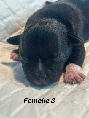 Les chiots de Staffordshire Bull Terrier