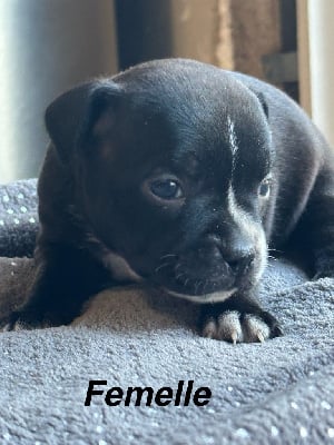 Les chiots de Staffordshire Bull Terrier