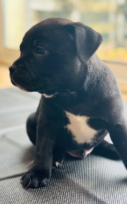 Les chiots de Staffordshire Bull Terrier