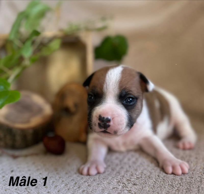 Staffordshire Bull Terrier - Du Royaume De Babylone