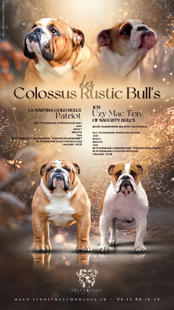 Bulldog Anglais - Colossus Rustic Bull's
