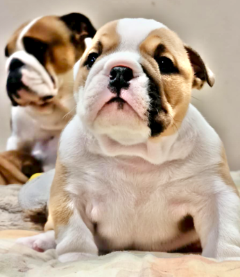 Les chiots de Bulldog Anglais