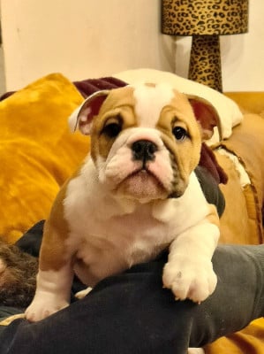 Les chiots de Bulldog Anglais