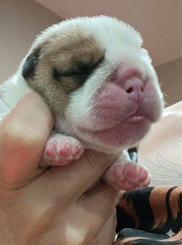 Bulldog Anglais - Colossus Rustic Bull's