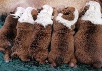 Bulldog Anglais - Colossus Rustic Bull's