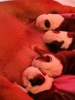 Bulldog Anglais - Colossus Rustic Bull's