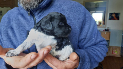 Les chiots de Epagneul Breton