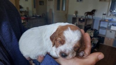 Les chiots de Epagneul Breton