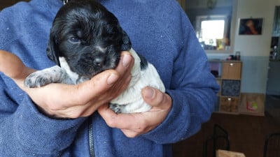 Les chiots de Epagneul Breton