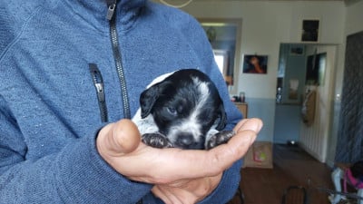 Les chiots de Epagneul Breton
