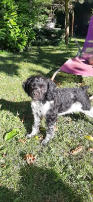 Les chiots de Epagneul Breton