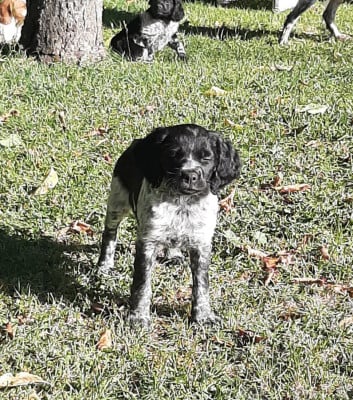 Les chiots de Epagneul Breton