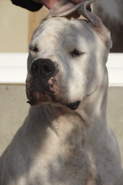 CH. Guénola caliente de l'Etoile de Cernay