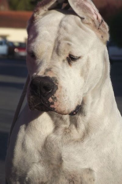 CH. Guénola caliente de l'Etoile de Cernay