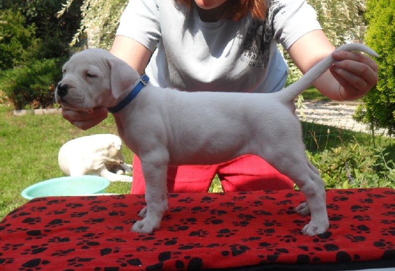 CH. Guénola caliente de l'Etoile de Cernay