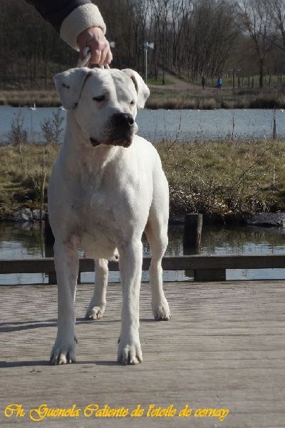 CH. Guénola caliente de l'Etoile de Cernay