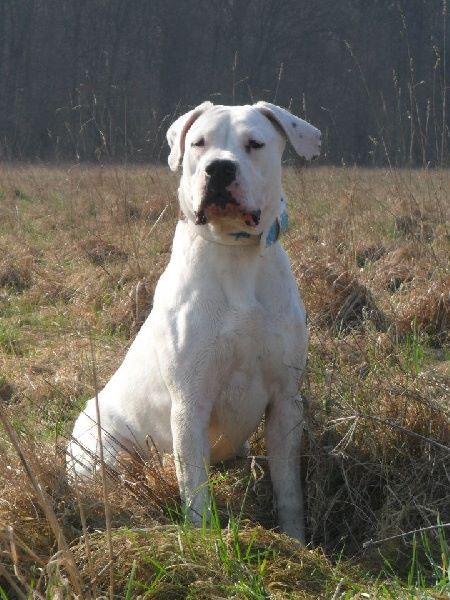 CH. Guénola caliente de l'Etoile de Cernay