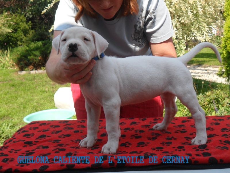 CH. Guénola caliente de l'Etoile de Cernay