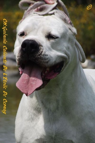 CH. Guénola caliente de l'Etoile de Cernay