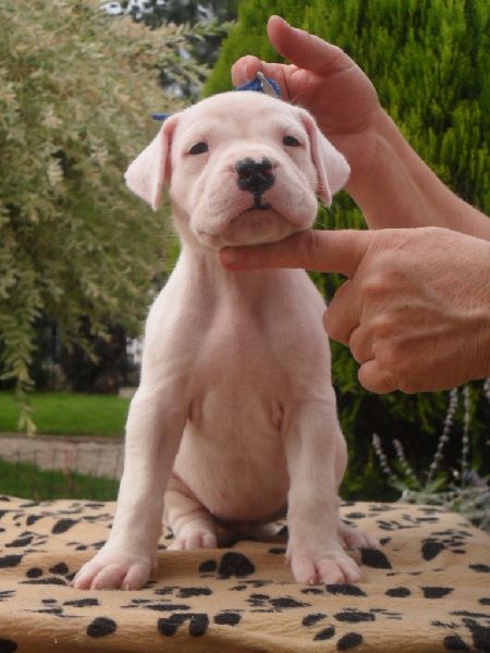 CH. Guénola caliente de l'Etoile de Cernay