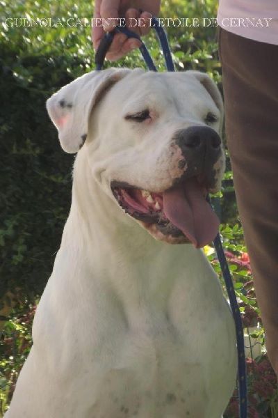 CH. Guénola caliente de l'Etoile de Cernay