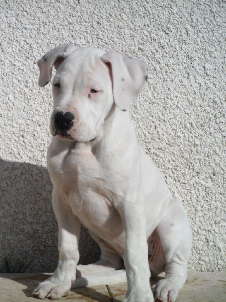 CH. Guénola caliente de l'Etoile de Cernay